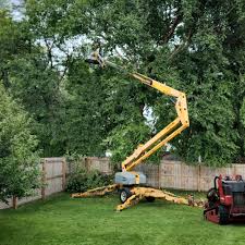 Trusted Rockwall, TX Tree Services Experts